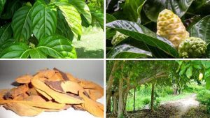 Công dụng diệu kỳ của trái bình bát ít người biết đến