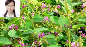 Bác sĩ Đông y hướng dẫn cách dùng kim tiền thảo trong việc điều trị sỏi thận