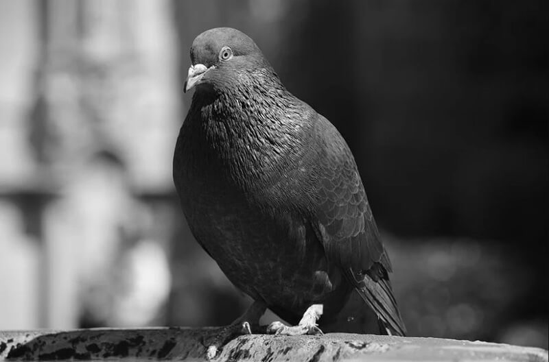 Giải mã giấc mơ thấy chim bồ câu đem lại điềm dữ