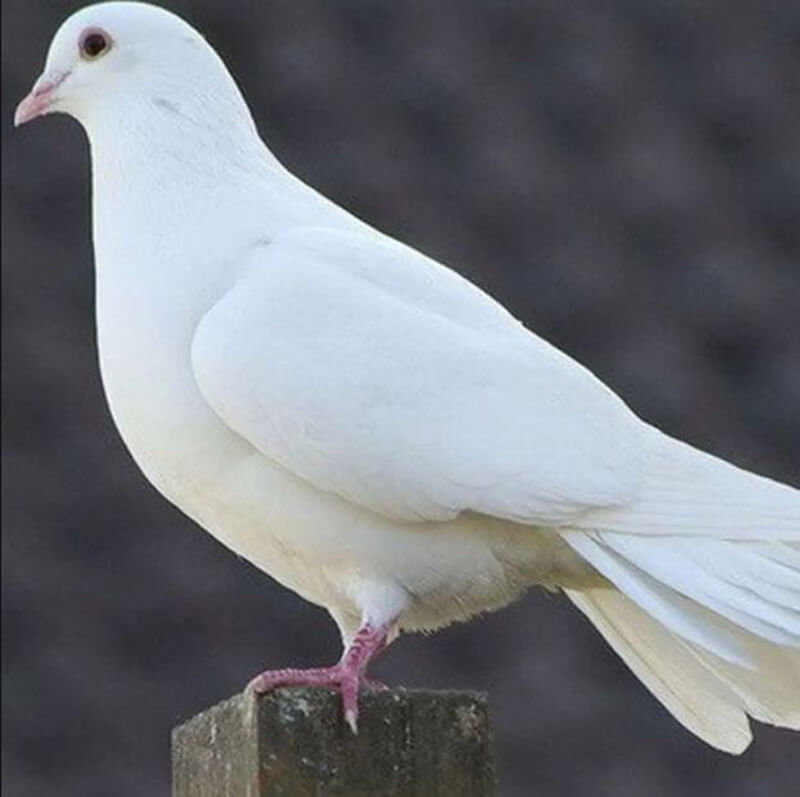 Giải mã giấc mơ thấy chim bồ câu đem lại điềm lành