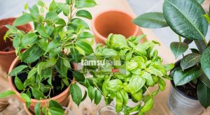 Giải mã giấc mơ thấy cây cối