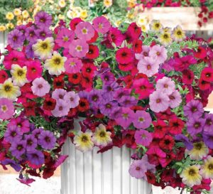 Học cách trồng và chăm hoa dạ yến thảo của bà mẹ hai con vừa đảm vừa xinh