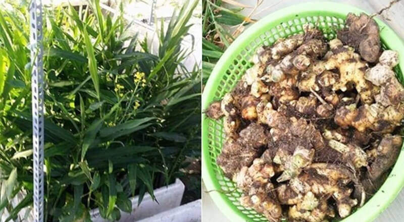 Kinh nghiệm trồng 4 củ gừng trong thùng xốp thu 7kg củ của mẹ trẻ đảm đang