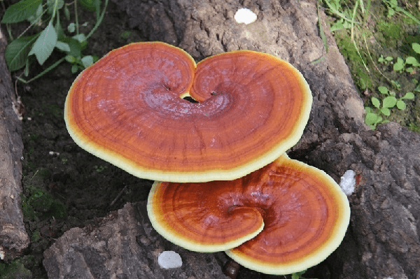 Nấm linh chi vàng