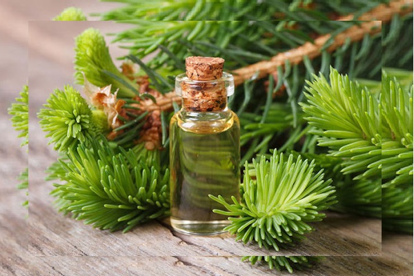Tinh dầu thông đỏ có rất nhiều tác dụng tốt cho cơ thể người