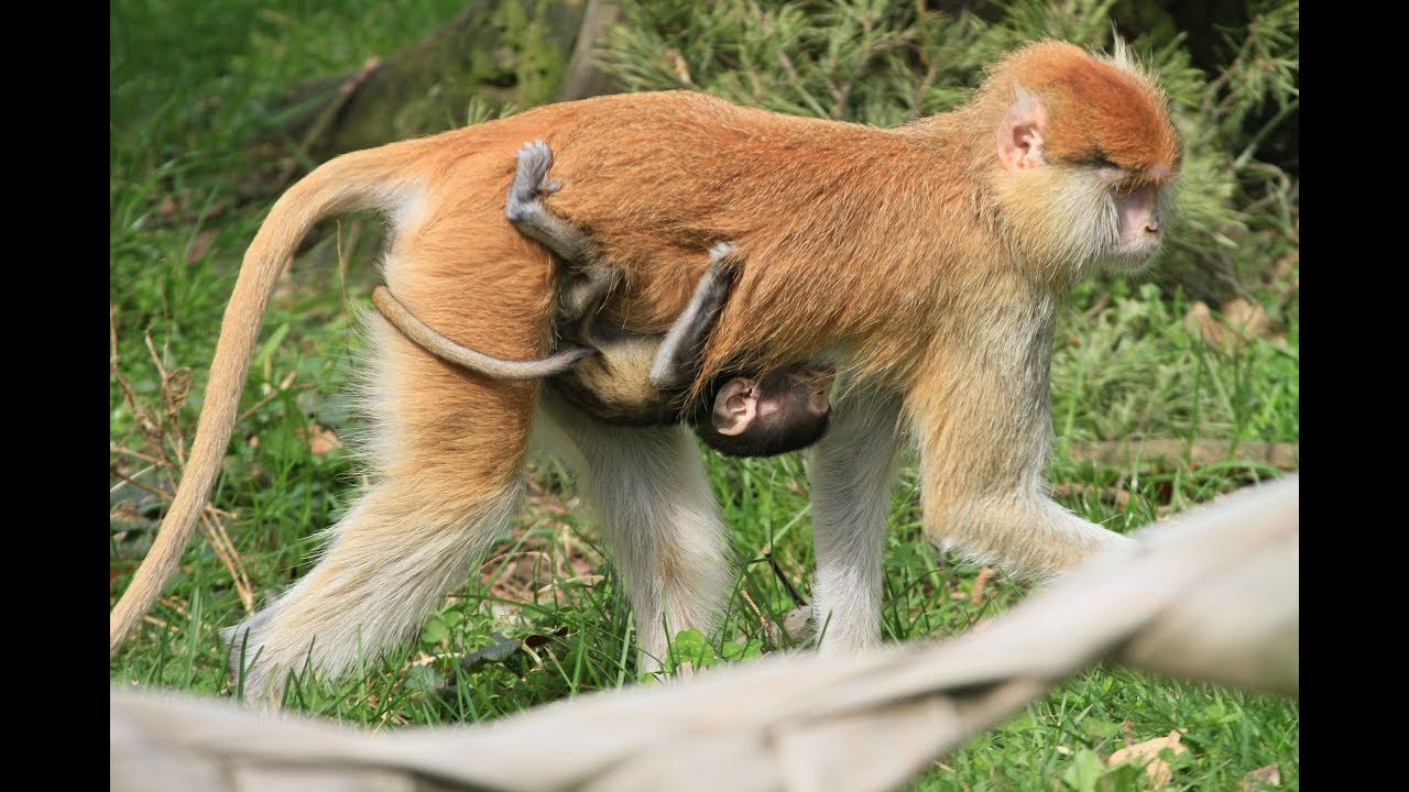 cao-khi-co-tac-dung-gi