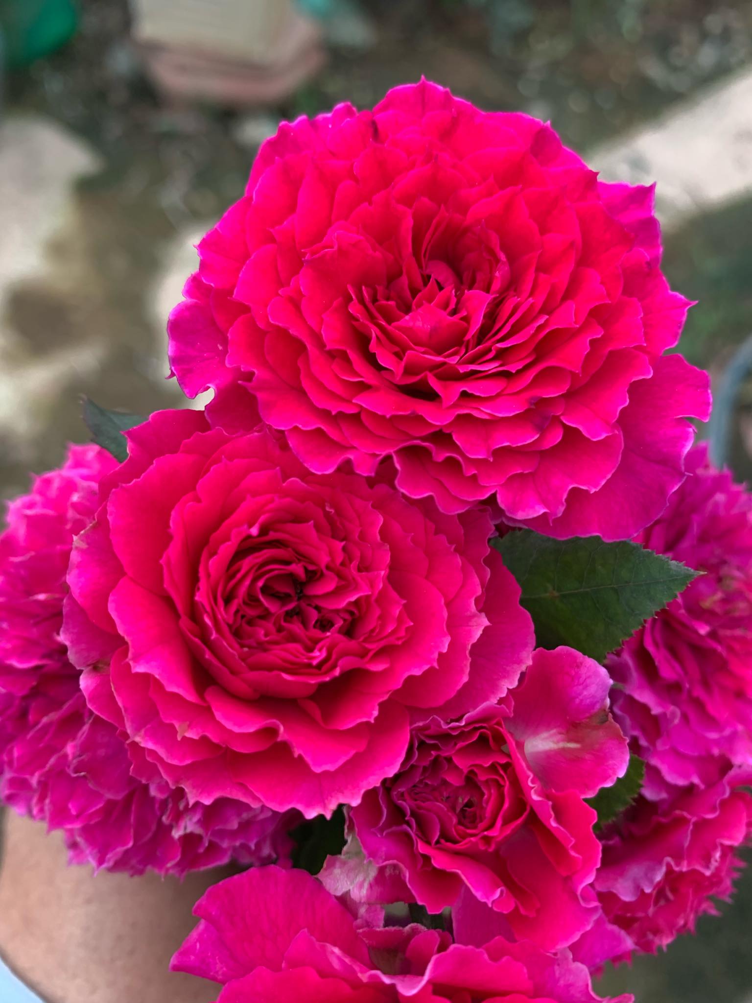 hoa hồng sheherazad