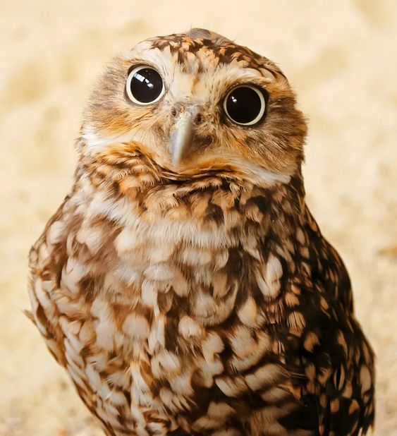 29 Cute Animals That Are Native To Latin America