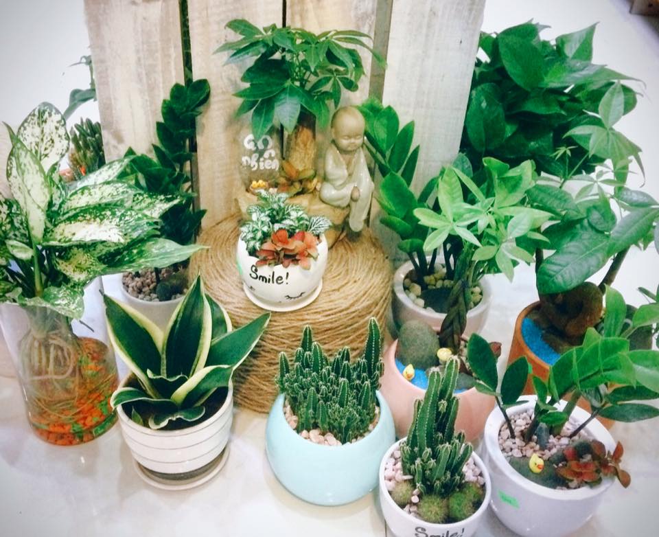 Phong thủy buôn may bán đắt chỉ nhờ đặt cây cảnh đúng cách