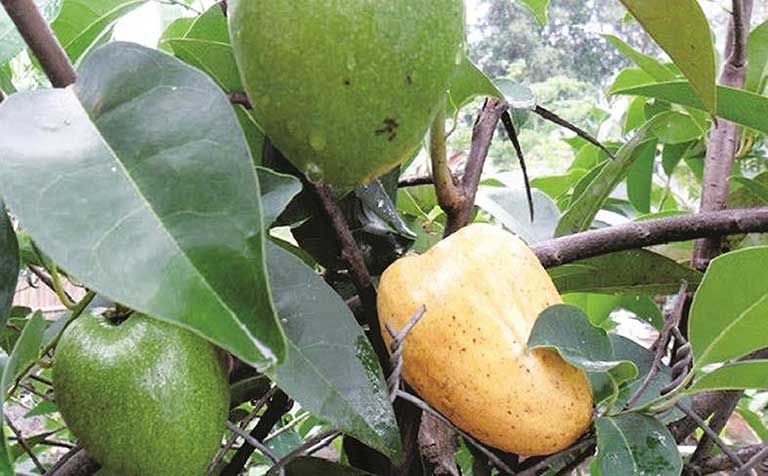 cay-binh-bat-la-gi