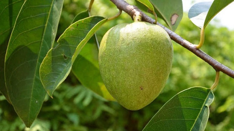 Cây Bình Bát - Công Dụng & Cách Dùng Trái Bình Bát Trị Bệnh