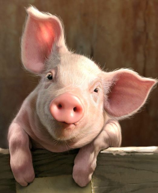 tu-vi-2017-tuoi-tan-hoi-2