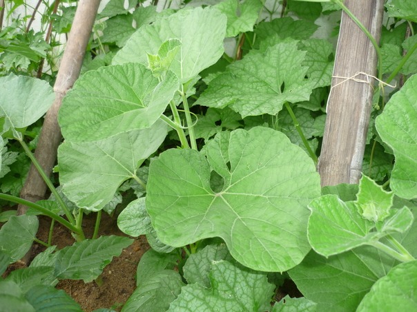 Lá bầu có tác dụng gì, chữa bệnh gì đặc biệt? - Cuusaola.vn