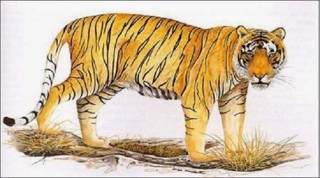 Xem tử vi vận hạn năm 2018 tuổi Nhâm Dần 1962 Nam mạng, Nữ mạng