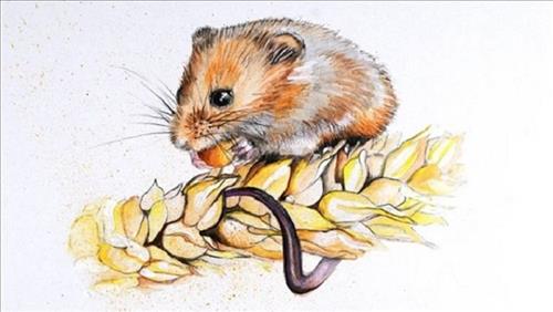 Sinh năm 1960 mệnh gì? Canh Tý hợp màu gì, tuổi nào, hướng nào?